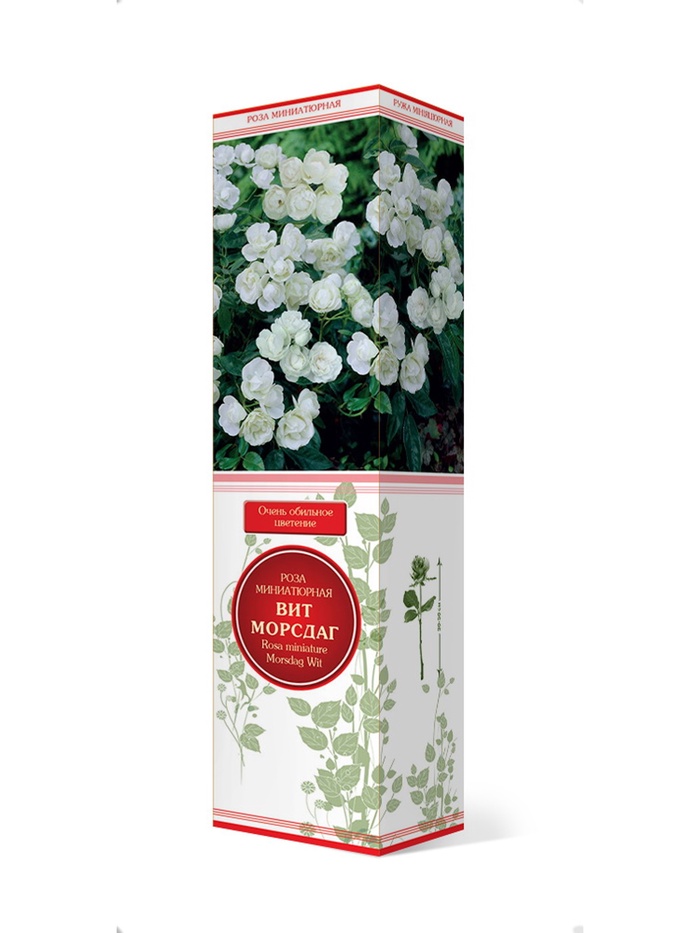 Роза миниатюрная Вит Морсдаг 1, Весна 2026,