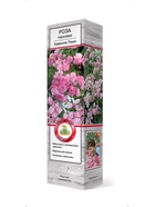 Роза мускусные гибриды Хэвенли Пинк 1  (артикул 10995473)  большой выбор товаров оптом и в розницу по низким ценам с доставкой