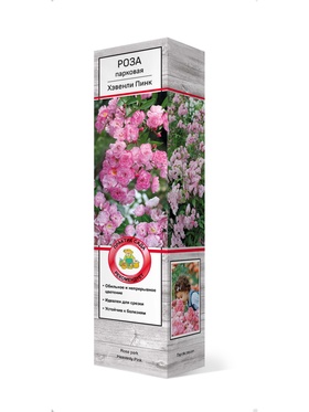 Роза мускусные гибриды Хэвенли Пинк 1