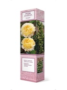 Роза английская парковая Пилгрим 1  (артикул 10995476)  большой выбор товаров оптом и в розницу по низким ценам с доставкой