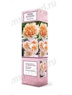 Роза английская парковая Ти Клиппер 1  (артикул 10995477)  большой выбор товаров оптом и в розницу по низким ценам с доставкой