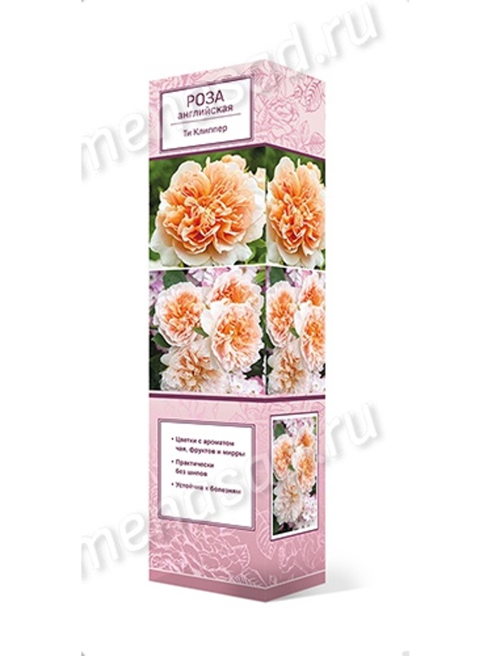 Роза английская парковая Ти Клиппер 1