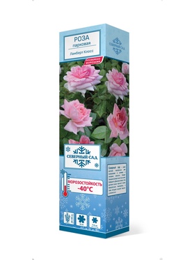 Роза канадская парковая Ламберт Клосс 1