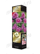 Роза Кордес флорибунда Кармен Вюрт 1  (артикул 10995482)  большой выбор товаров оптом и в розницу по низким ценам с доставкой