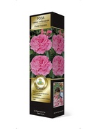 Роза Мейян чайно-гибридная Пьер Карден 1  (артикул 10995484)  большой выбор товаров оптом и в розницу по низким ценам с доставкой