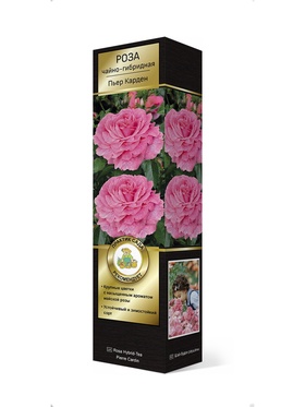 Роза Мейян чайно-гибридная Пьер Карден 1