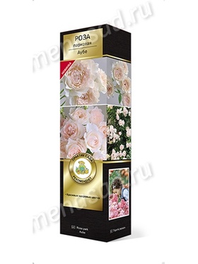 Роза японской селекции парковая Аубе 1