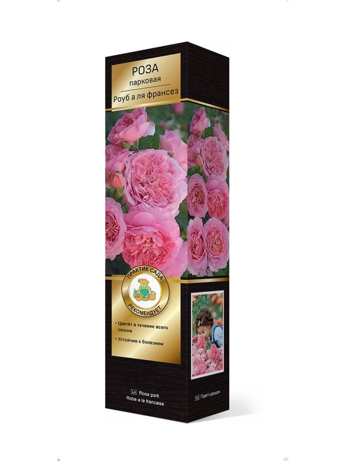 Роза японской селекции парковая Роуб а ля франсез (Французское платье) 1