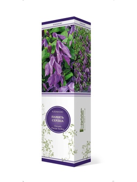 Клематис ботанический Память Сердца 1