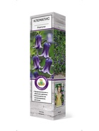 Клематис ботанический Роогучи 1  (артикул 10995489)  большой выбор товаров оптом и в розницу по низким ценам с доставкой