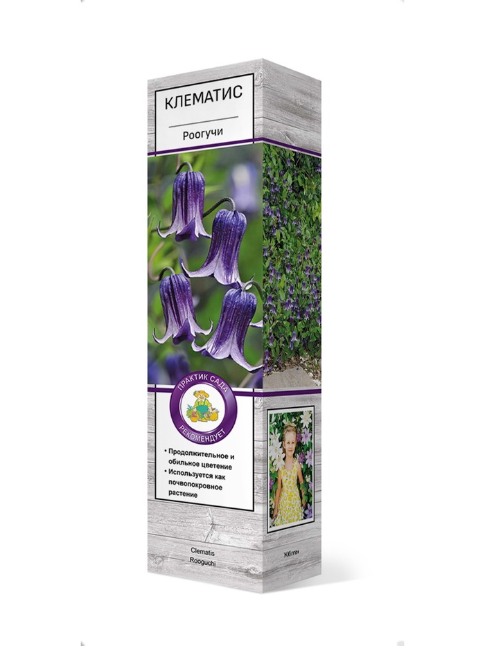 Клематис ботанический Роогучи 1