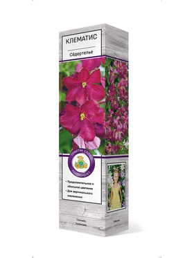 Клематис ботанический Сёдертелье 1