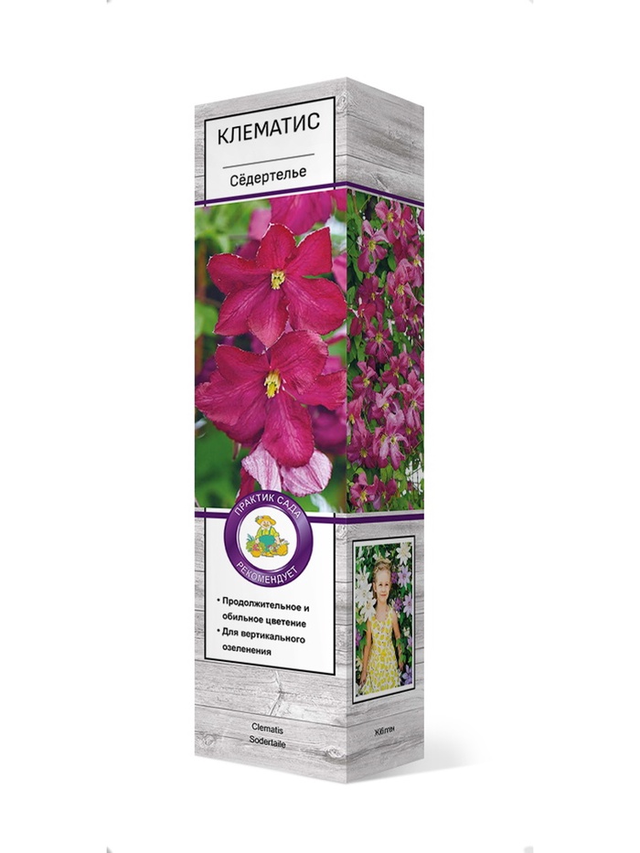 Клематис ботанический Сёдертелье 1
