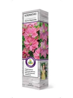Клематис крупноцветковый Литтл Мермэйд 1