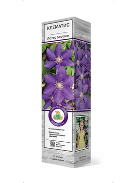 Клематис крупноцветковый Лютер Бербанк 1