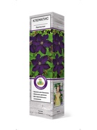 Клематис крупноцветковый Распутин 1  (артикул 10995496)  большой выбор товаров оптом и в розницу по низким ценам с доставкой