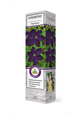 Клематис крупноцветковый Распутин 1
