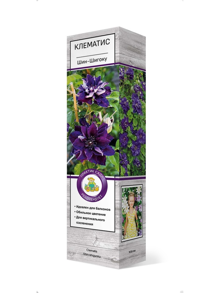 Клематис крупноцветковый Шин-Шигоку 1