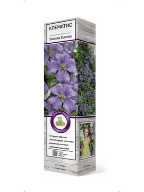 Клематис крупноцветковый Эмилия Платер 1