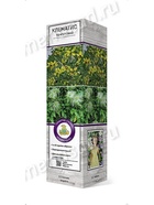 Клематис тангутский 1  (артикул 10995499)  большой выбор товаров оптом и в розницу по низким ценам с доставкой