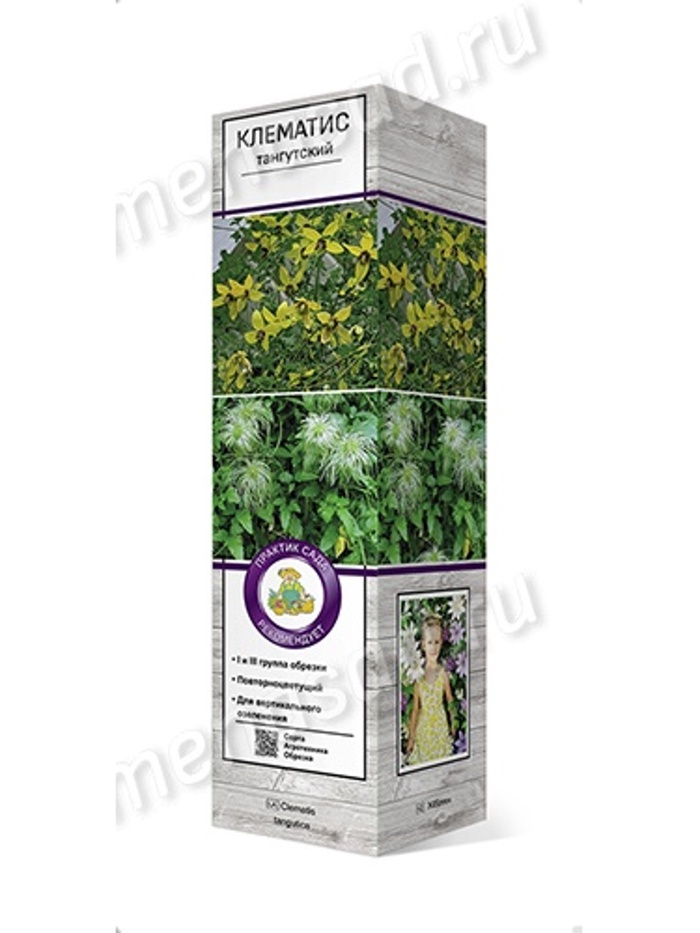 Клематис тангутский 1