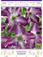 Клематис ботанический (капер) Валенбург 1  (артикул 10995501)  большой выбор товаров оптом и в розницу по низким ценам с доставкой