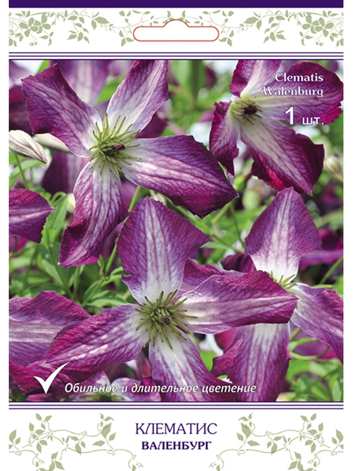 Клематис ботанический (капер) Валенбург 1