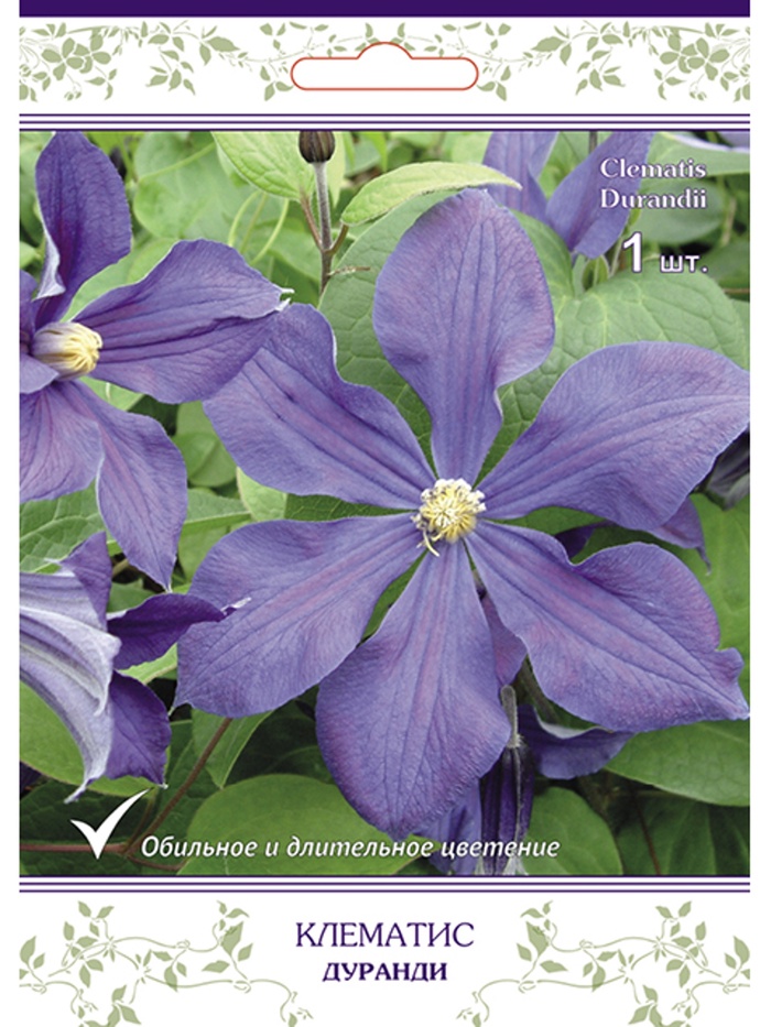 Клематис ботанический (капер) Дуранди 1