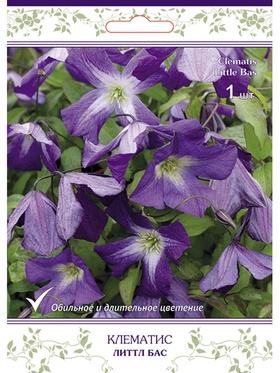 Клематис ботанический (капер) Литтл Бас 1