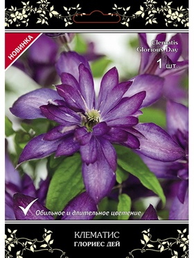 Клематис ботанический (капер) Люкс Глориес Дей 1