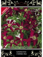 Клематис ботанический (капер) Люкс Глориес Ред 1  (артикул 10995505)  большой выбор товаров оптом и в розницу по низким ценам с доставкой