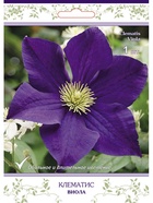 Клематис крупноцветковый (капер) Виола 1  (артикул 10995507)  большой выбор товаров оптом и в розницу по низким ценам с доставкой