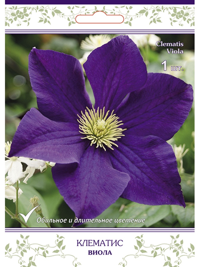Клематис крупноцветковый (капер) Виола 1