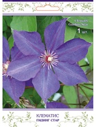 Клематис крупноцветковый (капер) Гидинг Стар 1  (артикул 10995508)  большой выбор товаров оптом и в розницу по низким ценам с доставкой