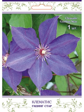 Клематис крупноцветковый (капер) Гидинг Стар 1