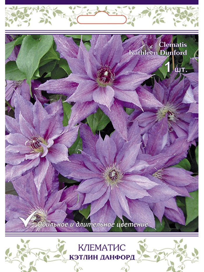 Клематис крупноцветковый (капер) Кэтлин Данфорд 1