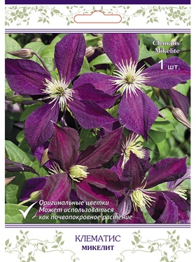 Клематис крупноцветковый (капер) Микелит 1
