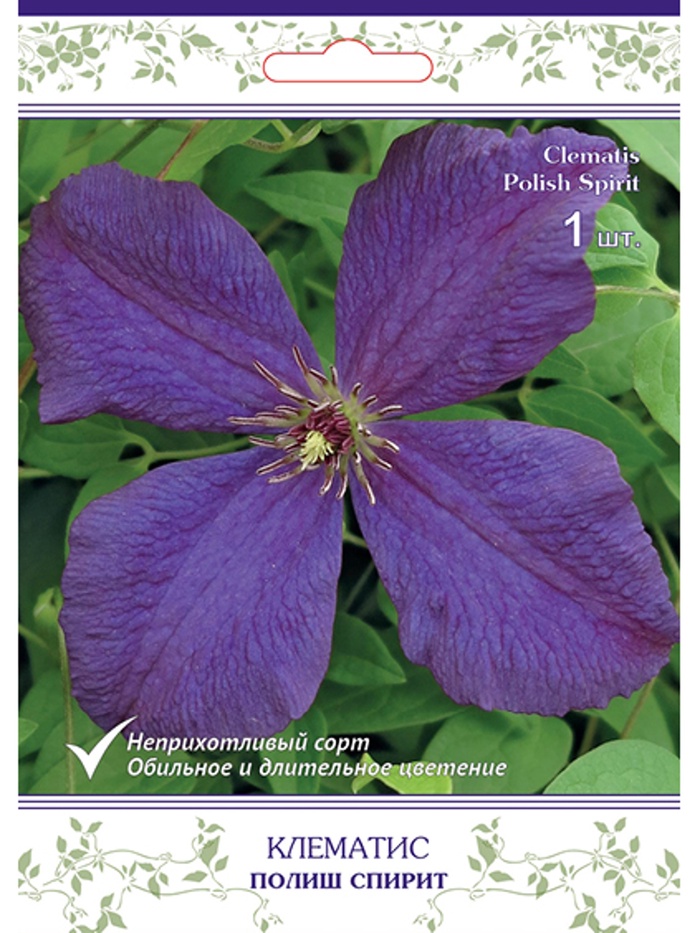 Клематис крупноцветковый (капер) Полиш Спирит 1