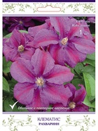 Клематис крупноцветковый (капер) Рахваринн 1  (артикул 10995515)  большой выбор товаров оптом и в розницу по низким ценам с доставкой