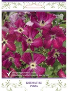 Клематис крупноцветковый (капер) Рубра 1  (артикул 10995516)  большой выбор товаров оптом и в розницу по низким ценам с доставкой