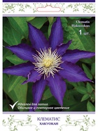 Клематис крупноцветковый (капер) Хакуокан 1  (артикул 10995517)  большой выбор товаров оптом и в розницу по низким ценам с доставкой