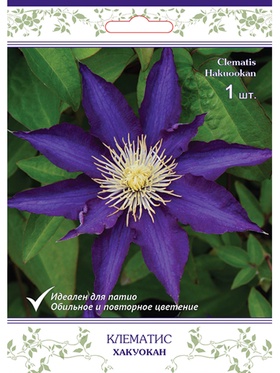 Клематис крупноцветковый (капер) Хакуокан 1
