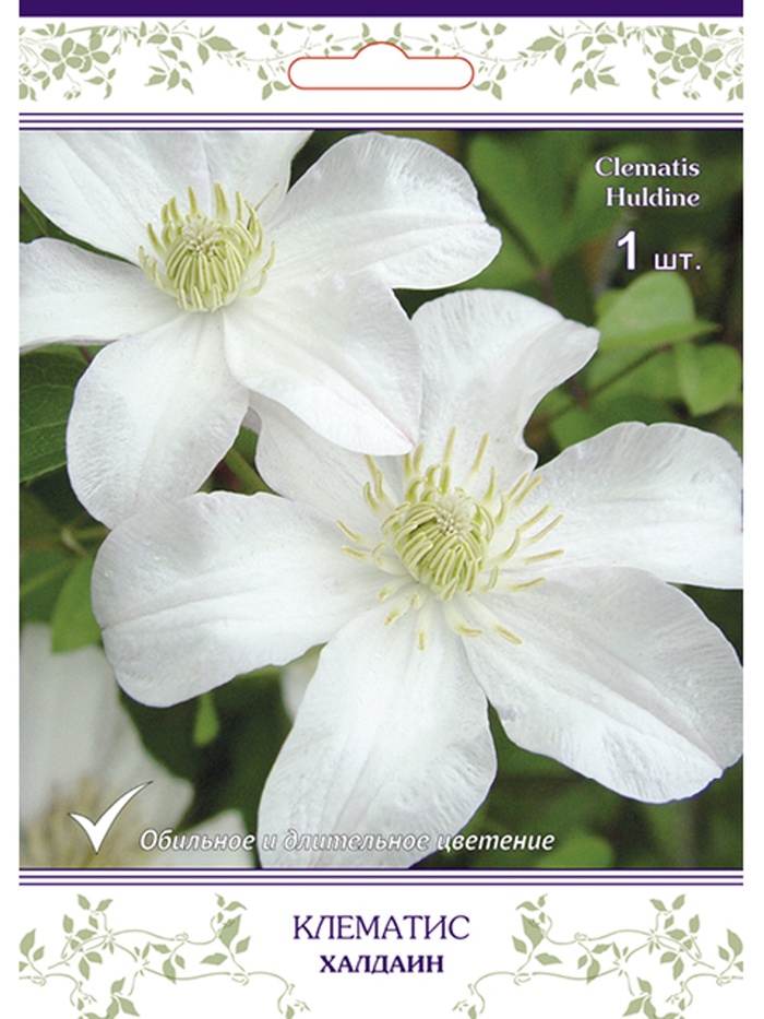 Клематис крупноцветковый (капер) Халдаин 1