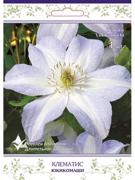 Клематис крупноцветковый (капер) Юкикомаши 1