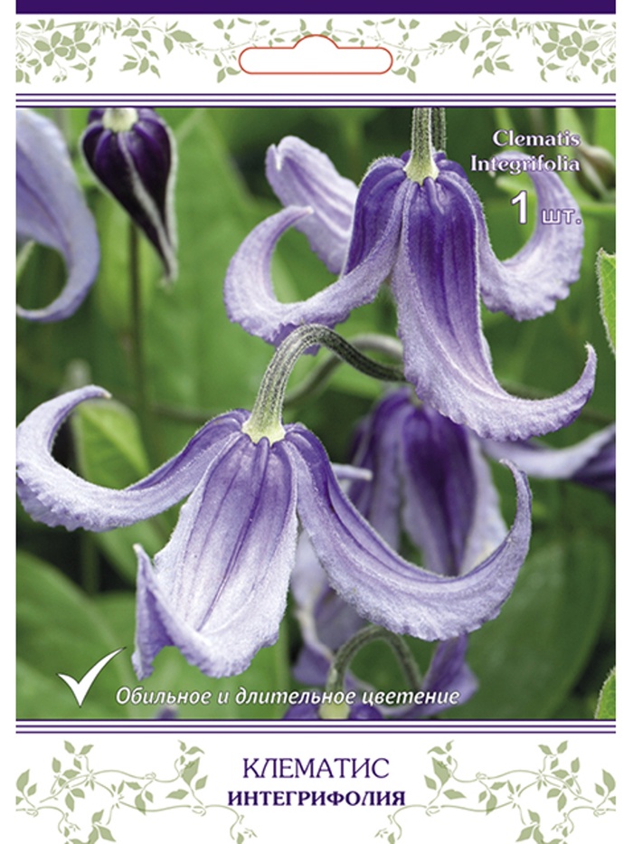 Клематис цельнолистный (капер) Интегрифолия 1