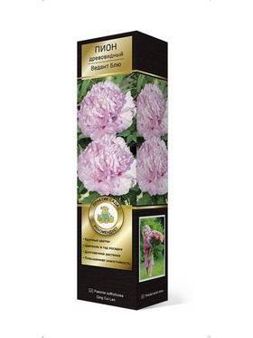 Пион древовидный (привитый на пион травянистый) Люкс Ведант Блю 1