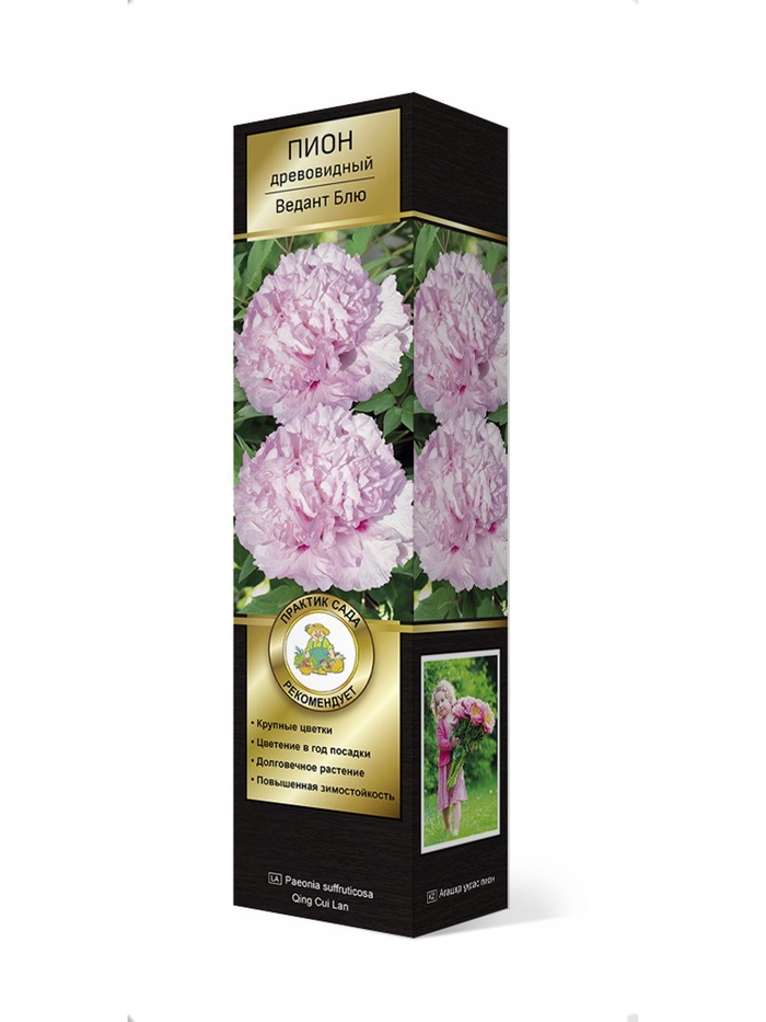Пион древовидный (привитый на пион травянистый) Люкс Ведант Блю 1