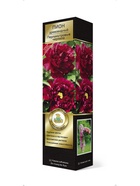 Пион древовидный (привитый на пион травянистый) Люкс Перламутровые чернила 1  (артикул 10995524)  большой выбор товаров оптом и в розницу по низким ценам с доставкой