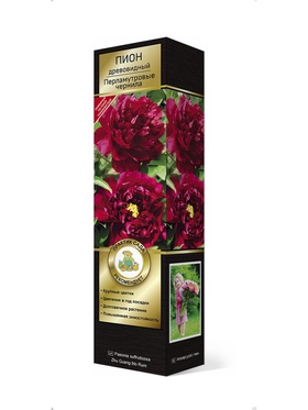 Пион древовидный (привитый на пион травянистый) Люкс Перламутровые чернила 1