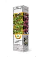 Актинидия коломикта (Серия Северный Сад) Находка 1  (артикул 10995525)  большой выбор товаров оптом и в розницу по низким ценам с доставкой